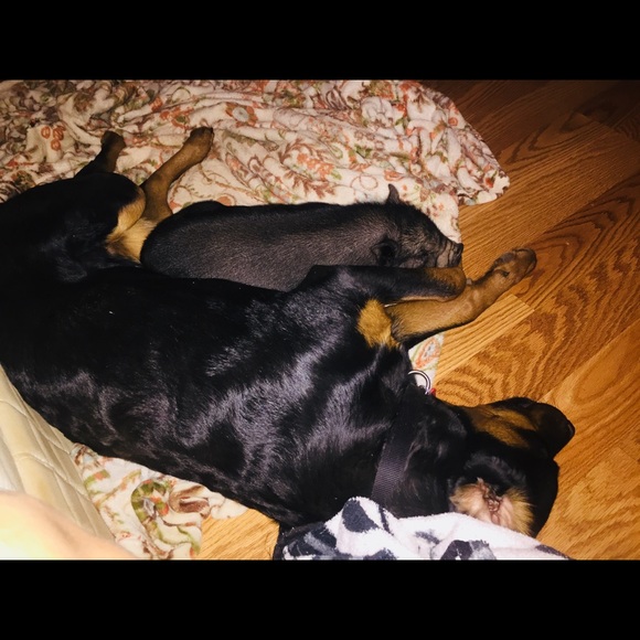 Meet your Posher, Cynthia - Picture 3 of 6